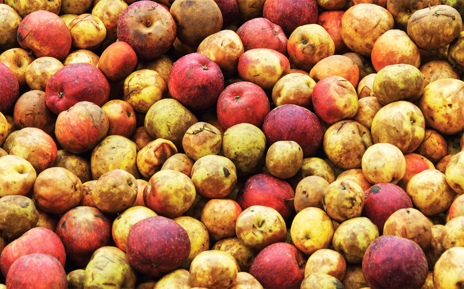 apfelbaum