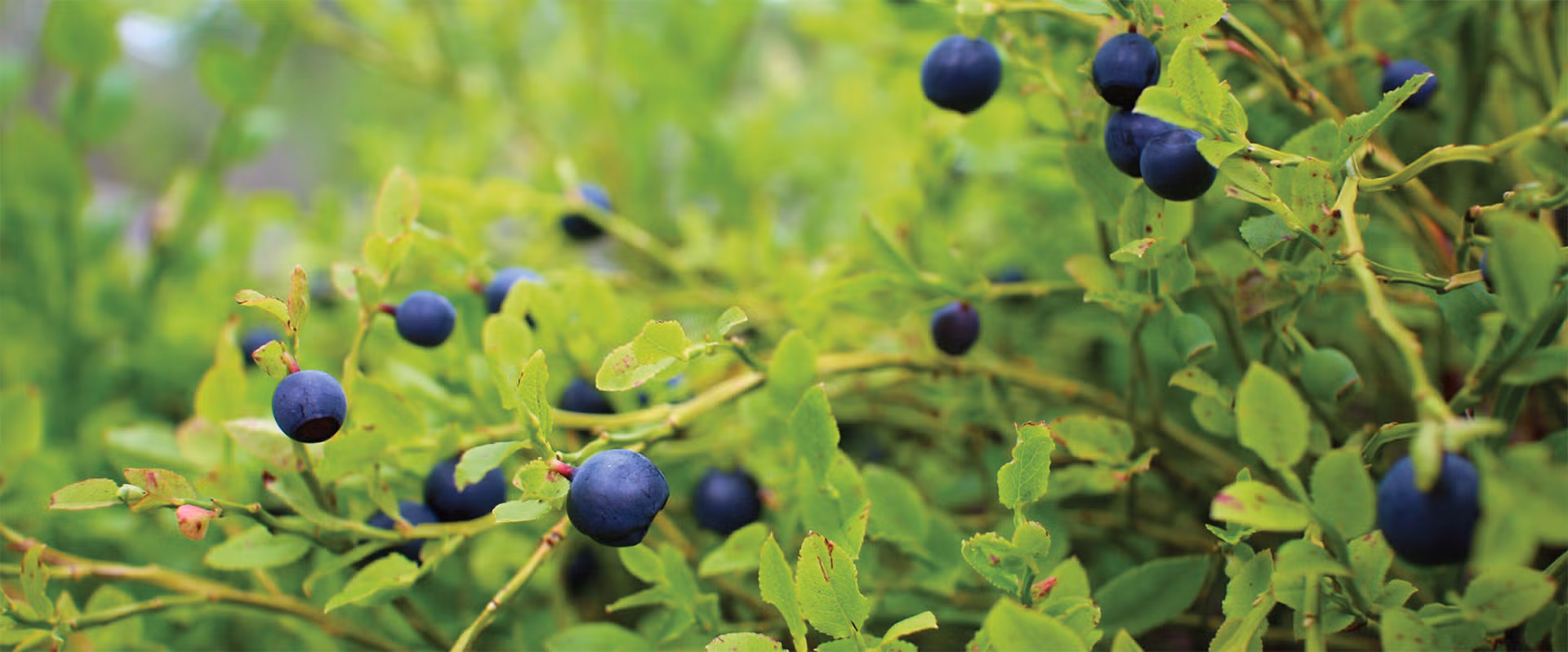 heidelbeeren 3