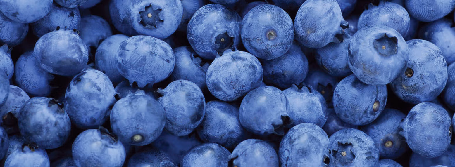 heidelbeeren 4