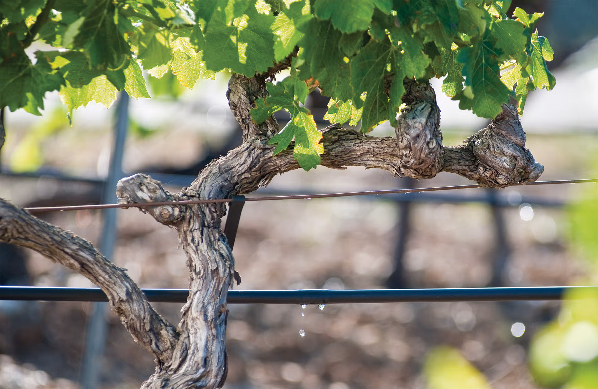 wein 2